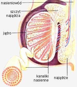 Zraziki jądra budowa: cewki nasienne kręte plemniki cewki nasienne proste komórki podpórkowe Sertolego komórki