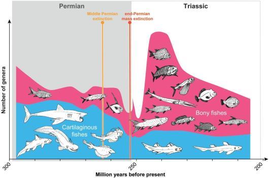 Liczba gatunków 6/27/2017 PERM TRIAS Miliony lat wcześniej http://www.sciencecodex.