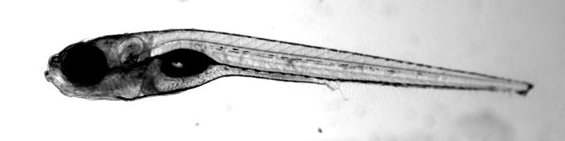 5-cio dniowa larwa danio ma ok.