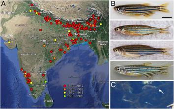 , (2007) ZEBRAFISH, vol 4: 20-40 Przepływowe Obieg zamknięty z regularną podmianą wody