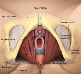 Sonografia