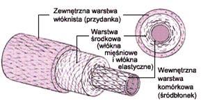 BUDOWA NACZYŃ błona wewnętrzna (śródbłonek) nabłonek płaski błona środkowa - włókna mięśniowe gładkie i włókna sprężyste w różnym ilościowym stosunku w zależności od