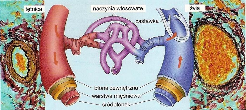 POŁĄCZENIA NACZYŃ KRWIONOŚNYCH tętnica