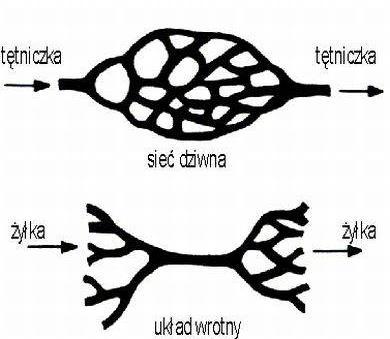 POŁĄCZENIA NACZYŃ KRWIONOŚNYCH