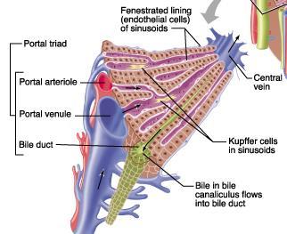 UKŁAD WROTNY tętnica wątrobowa żyła wrotna drogi żółciowe komórki wątrobowe żyła centralna sinusoidy komórki wątrobowe brak naczyń włosowatych