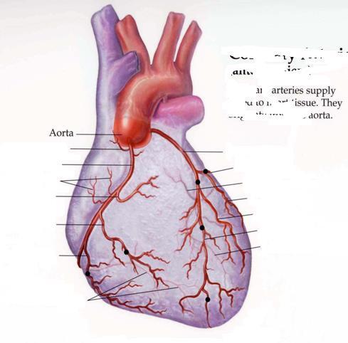 AORTA WSTĘPUJACA TĘTNICA WIEŃCOWA PRAWA TĘTNICA WIEŃCOWA LEWA gałąź okalająca, przedsionkowo-komorowa gałąź międzykomorowa przednia gałąź