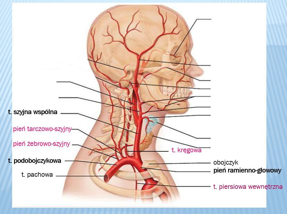 TĘTNICA PODOBOJCZYKOWA Tętnica podobojczykowa zaopatruje głównie kończynę górną. Wysyła również liczne gałęzie do szyi i głowy oraz do klatki piersiowej.