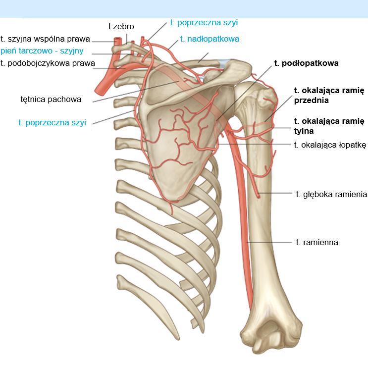 zaopatrują ramie w krew. TĘTNICA PACHOWA Obszar ukrwienia: bark Chociaż gałęzie t.
