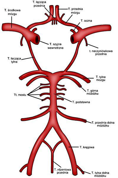 KOŁO TĘTNICZE MÓZGU Tętnice mózgowe pochodzące z tętnicy szyjnej wewnętrznej i tętnicy kręgowej na