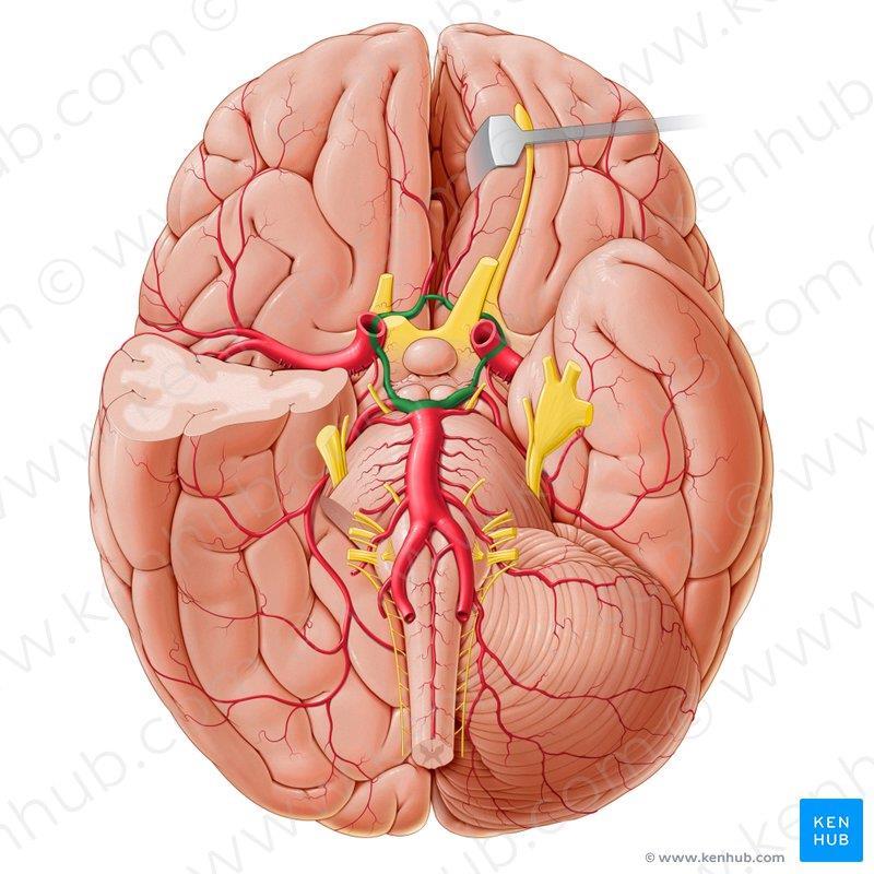 Z przodu utworzone jest ono przez obustronne tętnice przednie mózgu (gałęzie t.