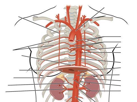 TĘTNICE TUŁOWIA gałęzie aorty piersiowej GAŁĘZIE ŚCIENNE międzyżebrowe tylne przeponowe górne GAŁĘZIE TRZEWNE oskrzelowe przełykowe śródpiersiowe osierdziowe Gałęzie aorty piersiowej można podzielić