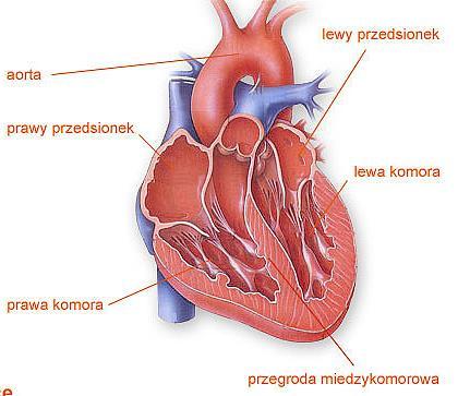 BUDOWA SERCA Serce składa się z czterech przedziałów: dwóch górnych czyli przedsionków, prawego i lewego oraz dwóch dolnych, czyli komór, prawej i lewej.