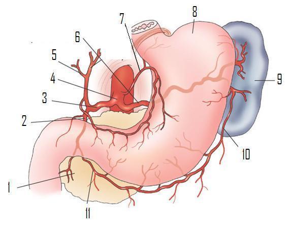 PIEŃ TRZEWNY 3 t. wątrobowa wspólna 6 t. śledzionowa 7 t. żołądkowa lewa 8 - żołądek 9 - śledziona Jest naczyniem grubym i krótkim (nie przekracza 3cm).