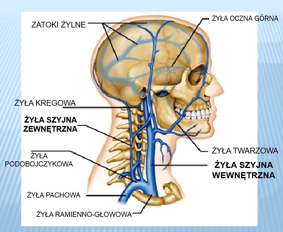 Głównym naczyniem odprowadzającym krew żylną z obszaru głowy i szyi jest parzysta żyła szyjna wewnętrzna (zbiera krew żylną z jamy czaszki, twarzy i szyi).