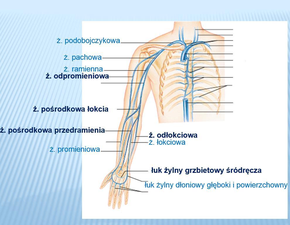 ŻYŁY GŁĘBOKIE I POWIERZCHOWNE KOŃCZYNY GÓRNEJ Kończyna górna ma dwa układy żylne: powierzchowny i głęboki. Głównymi żyłami układu powierzchownego są ż. odłokciowa i ż.