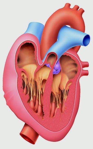 PRZEDSIONEK LEWY do przedsionka lewego uchodzą cztery żyły płucne prowadzące utlenowaną krew z płuc w ujściu