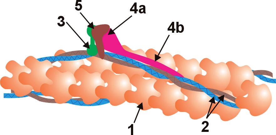 W komórkach pobudliwych jony wapnia stanowią główny wewnątrzkomórkowy przekaźnik sygnału.