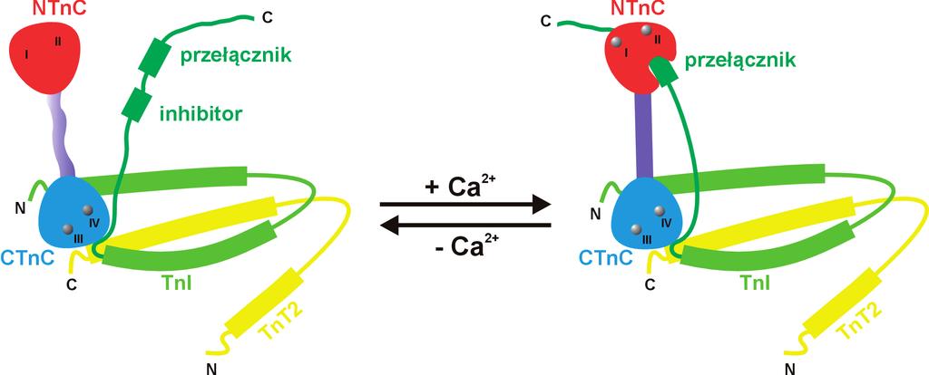 Rycina 2. Schemat zależnych od zmiennego stężenia jonów wapnia oddziaływań pomiędzy TnC i segmentami TnI oraz TnT wchodzącymi w skład domeny rdzeniowej kompleksu Tn. Na podstawie [10]; zmodyfikowano.