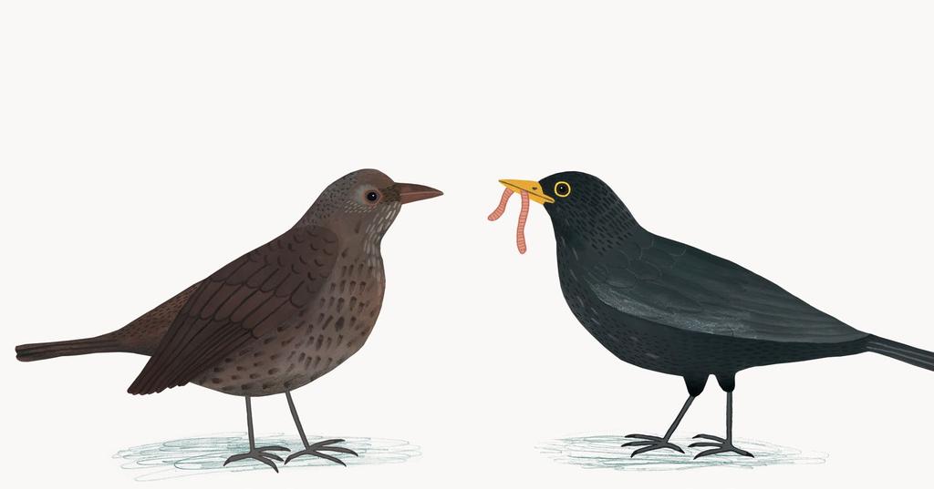 40 / 41 Kosa rozpoznacie bardzo łatwo to czarny ptak z żółtopomarańczowym dziobem, który bardzo przyjemnie śpiewa.