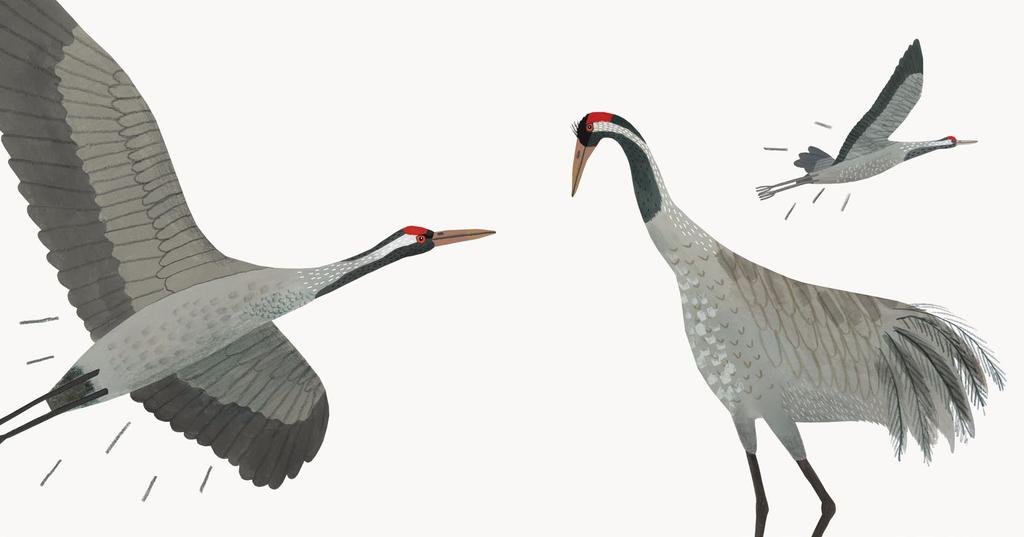 4 4 / 45 Żuraw to majestatyczny, duży ptak, którego poznacie po długiej szyi, ozdobnym ogonie w kształcie pióropusza oraz czerwonej czapeczce.