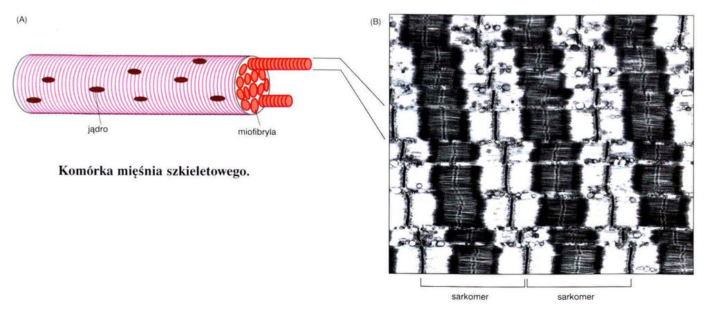 Aparat kurczliwy mięśni mięśnie poprzecznie-prążkowane sarkolema sarkoplazma (SR, sarkosomy) fuzja komórek jednojądrzastych - - wielojądrzaste miotuby włókna