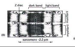 Miofibryle mięśni szkieletowych Filamenty grube miozynowe ;