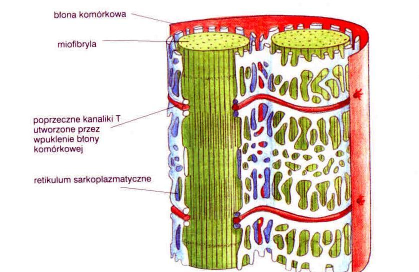 sarkolema