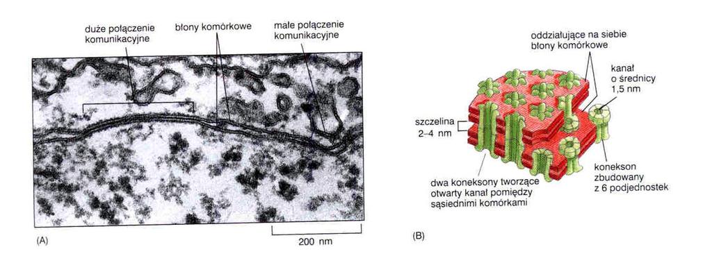 Mięsień sercowy połączenia komunikacyjne (szczelinowe) -neksus (gap junctions) całe królestwo zwierząt prawie