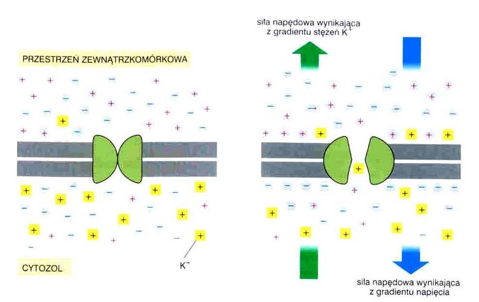 potencjał błonowy w poprzek błony komórkowej Spoczynkowy potencjał błonowy potencjał błony w warunkach