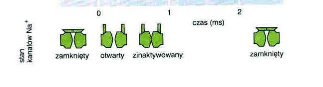 czynnościowy - przejściowa zmiana potencjału