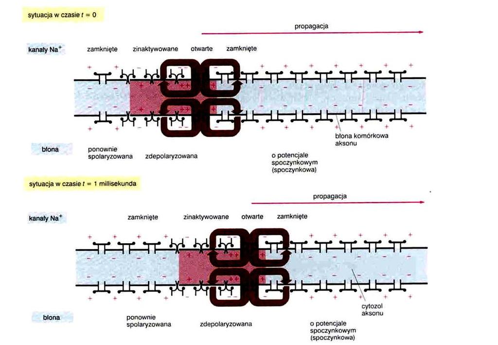 Potencjał czynnościowy propagacja sygnału Wędrujący