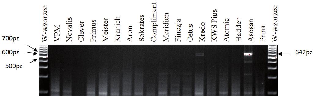 Identyfikacja genów Pm2, Pm3a, Pm4b i Pm6... 47 W badaniach nad identyfikacją genu Pm3a specyficzny produkt o długości 642pz pojawił się w 2 analizowanych odmianach Asosan i Kredo (rys. 2, tab. 3).