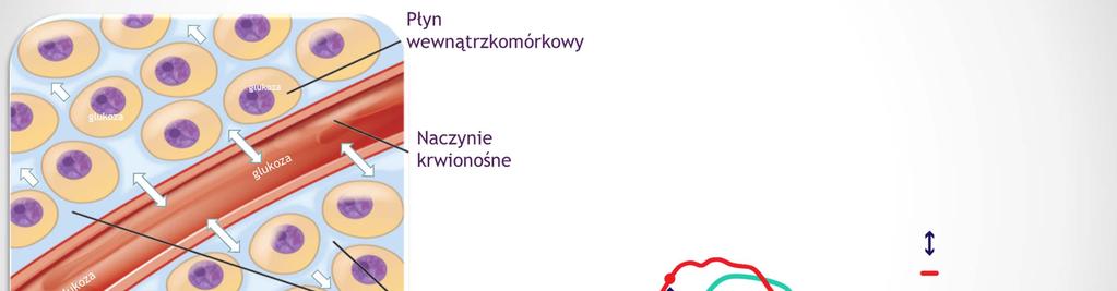 Pomiar glukozy w płynie śródtkankowym Różnica pomiędzy pomiarami glukozy we krwi włośniczkowej i płynie śródtkankowym. Pomiary dokonane w tym samym czasie.