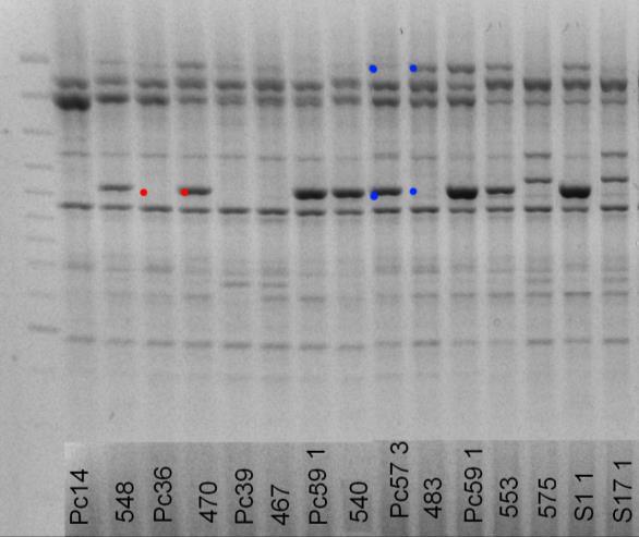 Analizując uzyskany polimorfizm poszukiwano takich odcinków DNA, które ulegały amplifikacji zarówno u form ojcowskich, jak i mieszańców, natomiast nie były obecne u form matecznych (Fot.1.).