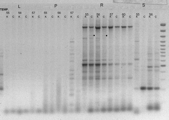 RGA-PCR w gradiencie temperatur DNA form rodzicielskich populacji