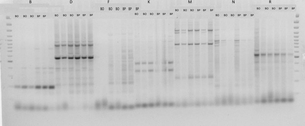 Fot. 3. Produkty RGA-PCR uzyskane w wyniku amplifikacji DNA prób zbiorczych roślin odpornych i porażonych pokolenia F 2 populacji E310 przy użyciu starterów B, D, F, K, M, N, R.