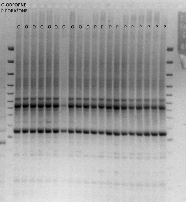 Amplifikacja RGA-PCR przy udziale pary starterów D DNA homozygotycznych osobników odpornych i porażonych populacji E310.