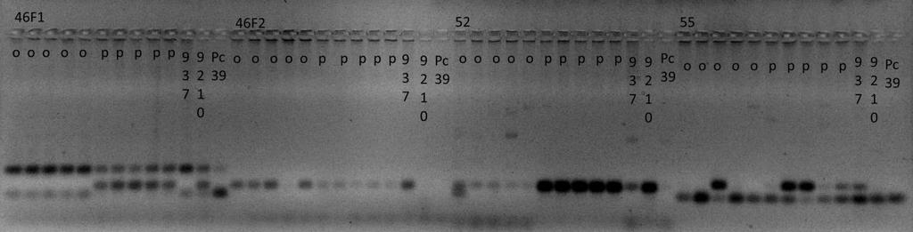 Fot. 6. Testowanie homozygotycznych osobników odpornych i porażonych z wstępnie wytypowanymi parami starterów potencjalnymi markerami dla Pc39.