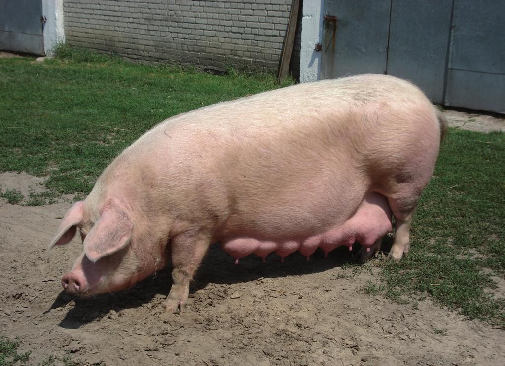 RETROSPECTIVE AND CURRENT STATE OF BREEDING POLISH LARGE WHITE AND POLISH LANDRACE PIGS IN THE LUBLIN REGION Summary It is 55 years since the Large White and Landrace breeds were recognized as the