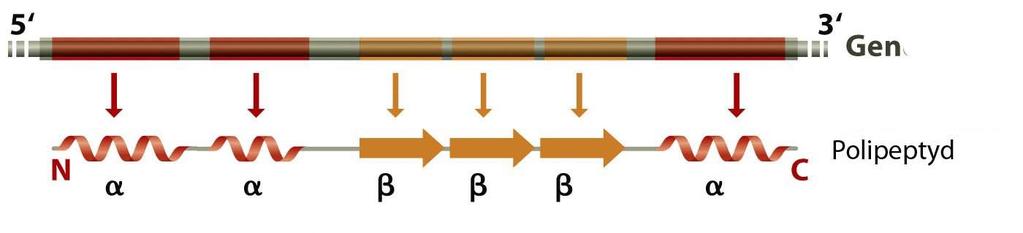 Białka składają się z domen T.A. Brown.