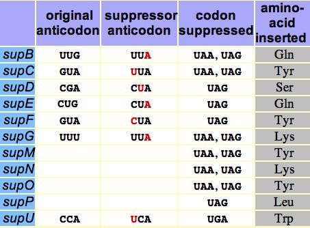 Supresja nonsense Mutacja w antykodonie trna umożliwia rozpoznawanie jednego z kodonów STOP