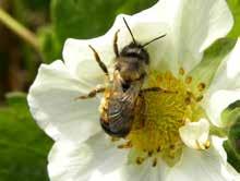 Na drodze koewolucji (wspólnej ewolucji) przystosowanie morfologiczne kwiatów i odwiedzających je zwierząt sprawiły, że owady, zdobywając nektar i pyłek, stały się niezbędnym pośrednikiem w zapylaniu.