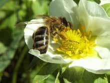 ich jakość. Pszczoła miodna (Apis mellifera), trzmiele (Bombus sp.) czy murarka ogrodowa (Osmia rufa) stanowią wzajemnie się uzupełniające grupy zapylaczy.