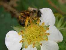 Szacowane na setki miliardów dolarów globalne korzyści, jakie daje zapylanie kwiatów wielokrotnie przewyższają wpływy ze sprzedaży miodu i pozostałych produktów pszczelich razem wziętych.