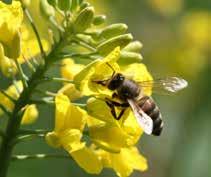 pszczół na kwiatach zwiększą prawdopodobieństwo zapłodnienia wszystkich zarodków, a to daje gwarancję powstania owocu najwyższej jakości.