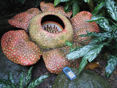 Rośliny okrytonasienne Rośliny okrytonasienne to rośliny mające kwiaty. Niektóre z nich mają duże kwiaty, a niektóre małe.