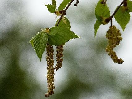 Drzewa liściaste (løvtrær) gubią liście zimą.