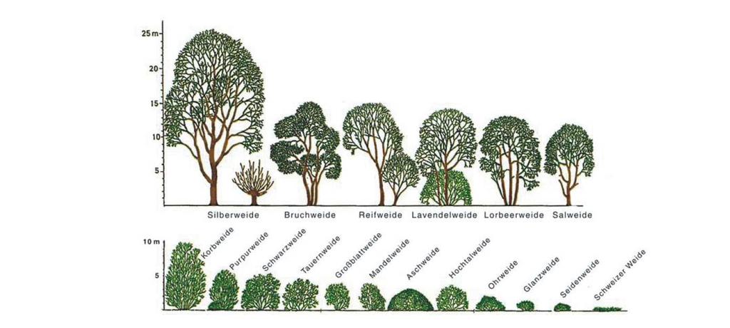 Drzewa wsokość powżej 10 m Krzew wsokość 5-10 m Zarośla wsokość do 5m Krzew wsokość 5-10 m Zarośla wsokość do 5m [m] [m] 5 0 15 10 5 10 5 wierzba wiciowa Sali viminalis wierzba purpurowa Sali