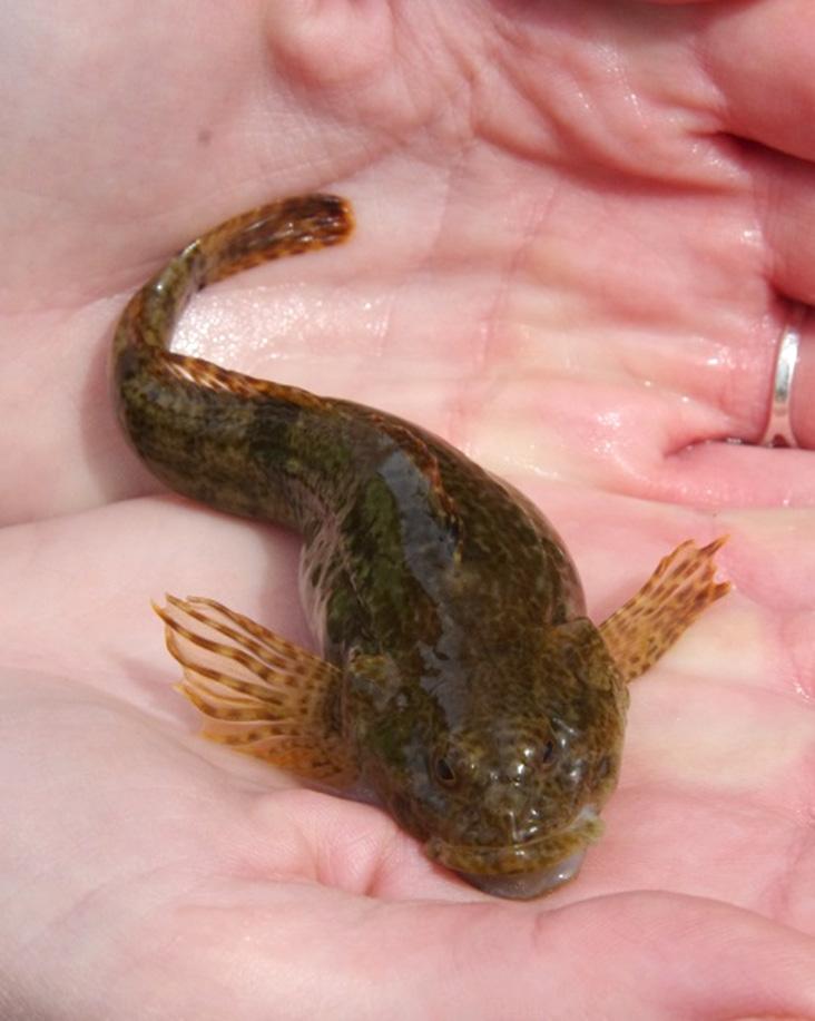Typowe ryby żyjące w potokach karpackich: a Cottus poecilopus (głowacz