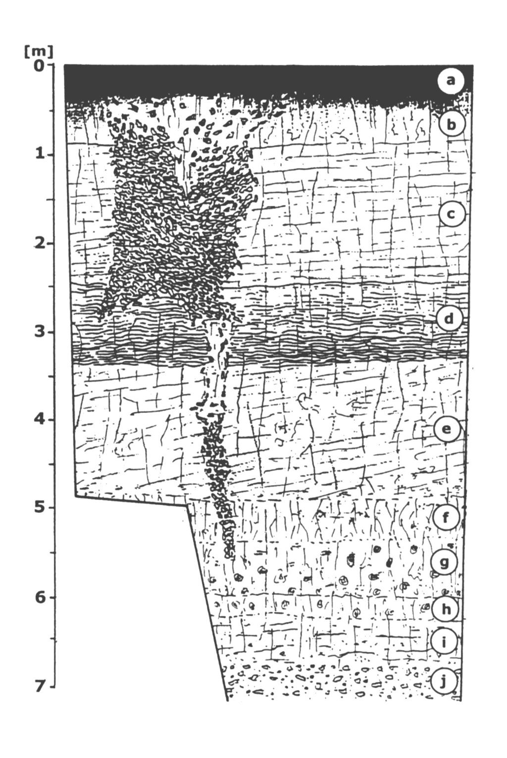 Ryc. 1 Schemat litologiczno-strukturalny odsłonięcia lessów w Złotoryi (objaśnienia w tekście).